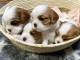 chiot cavalier king charle à adopter 