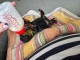 chiot Yorkshire terrier à donner 