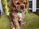 chiot cavalier king charle à adopter 