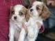 adorable chiot cavalier king charle 