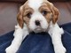 Chiot cavalier king charle disponible 