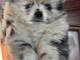 chiot spitz nain Poméranie lof disponible 