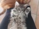 chatons maine coon disponible 