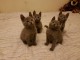 Adorable chaton chartreux à donner 