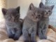 Dons chatons chartreux disponible 