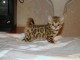Dons chatons Bengal loof