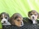 chiot beagle disponible pour adoption 