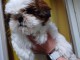 Dons chiot Shih Tzu à donner 