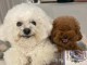 Chiot bichon maltais à adopter 
