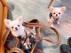Chiots disponible en adoption