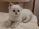 chaton ragdoll mâle à donner 