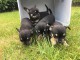Chiot chihuahua disponible pour adoption 