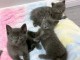 chatons a donner disponible 