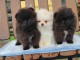 chiot spitz allemand race pure à donner 