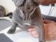 chiot bouledogue français à donner 