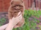 Adoption chiot spitz nain Poméranie 