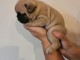 chiot bouledogue français à donner 