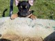 Adorable chiot bouledogue français mâle 