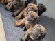 chiot cane corso à donner 