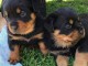 chiot rottweiler à donner 