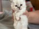 Adorable chaton ragdoll femelle à donner 