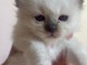 chaton sacré brimanie à donner 