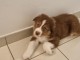 Dons chiot berger australien lof 