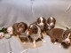  chiot berger australien adorable 