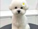 Je donne chiot bichon maltais mâle 