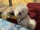 adorable chiot bichon maltais à donner 