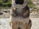 Chiot berger allemand femelle 