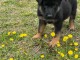 chiot berger allemand femelle 