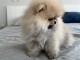 Adoption chiot spitz nain 
