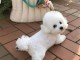 chiot bichon maltais à donner 