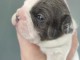 chiot bouledogue français à adopter 
