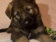 chiot berger allemand à donner 