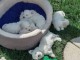 Adoption chiot bichon maltais disponible 