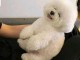 chiot bichon maltais à donner 