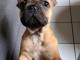 Chiot bouledogue français à donner 