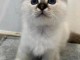 Chaton sacré brimanie à donner 