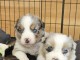 Chiot berger australien disponible à adopter 