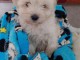 chiot bichon maltais à donner 
