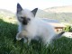 chaton ragdoll femelle à donner 