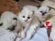 Adoption chatons disponible 