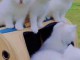 Dons chatons disponible 