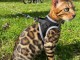 chatons Bengal à donner 