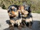 adorable chiot Yorkshire à donner 
