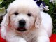 chiot golden retriever à donner 