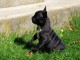 chiot bouledogue français disponible pour adoption 