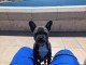 chiot bouledogue français adorable 